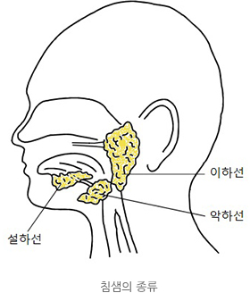 침샘질환